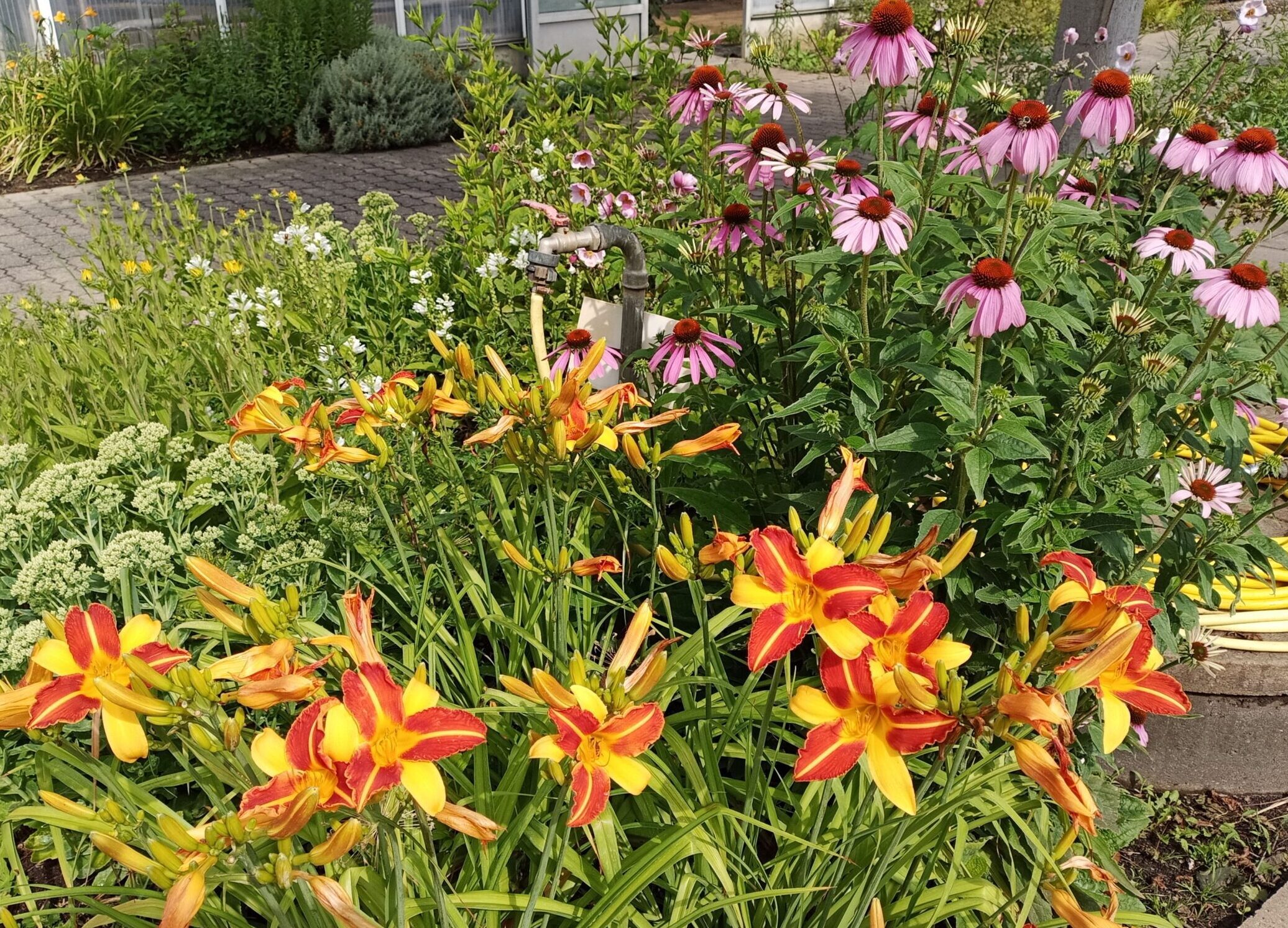 Staudenbeet mit Taglilien und Sonnenhut