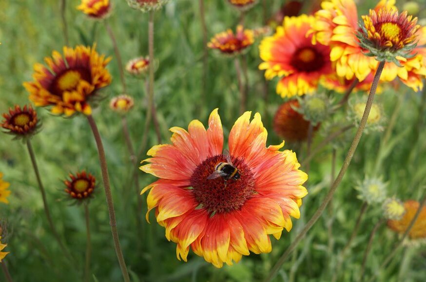 Gaillardia Kobold, Kokardenblume