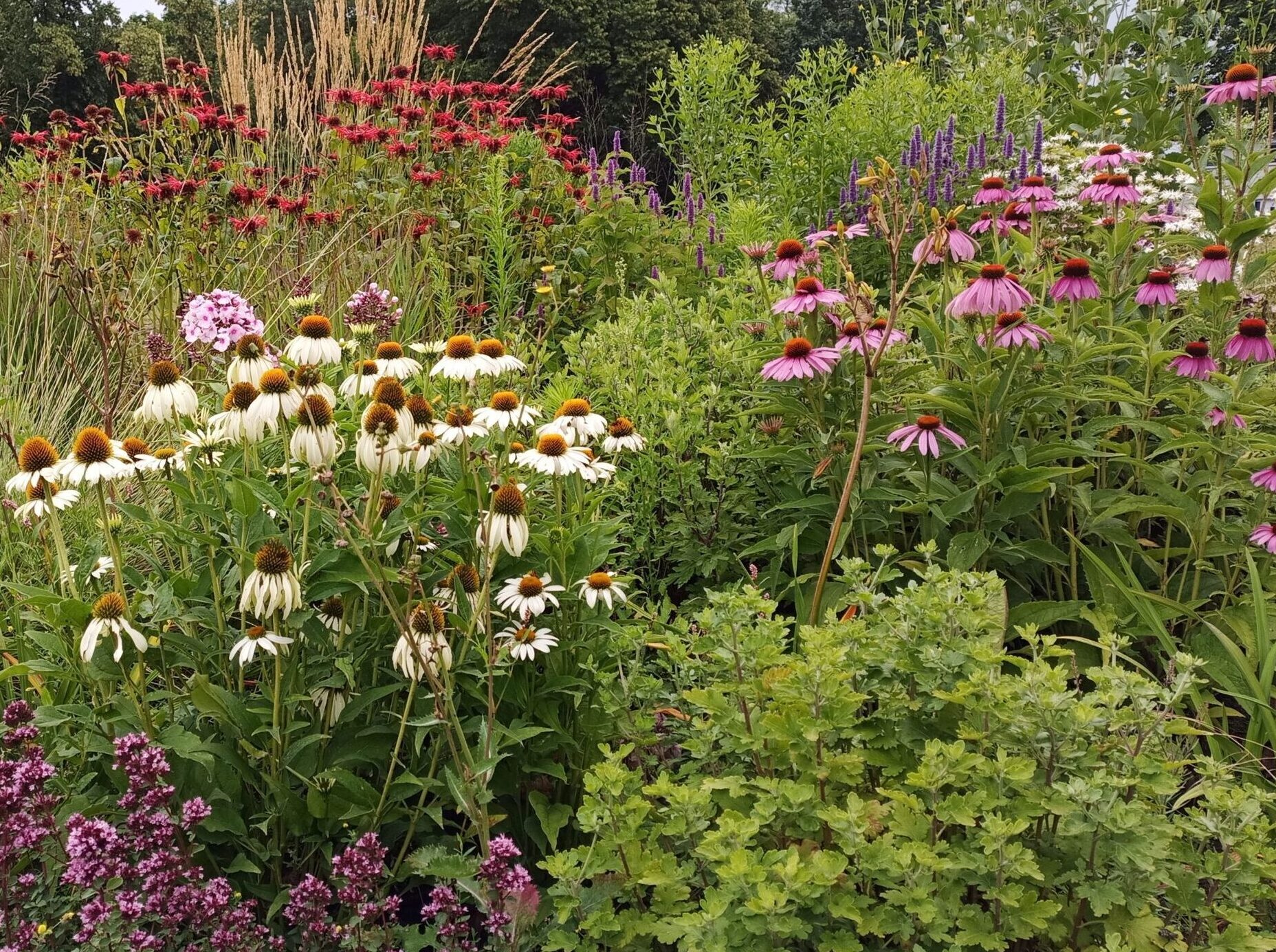 Staudenbeet mit Sonnenhut und Indianernessel Berlin/Brandenburg